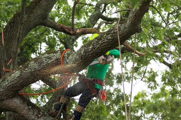 How Our Tree Care Process Works  in  Palmetto Bay, FL